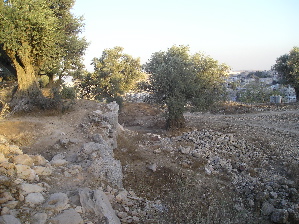 Tracks past olive trees, Tel Rumeida